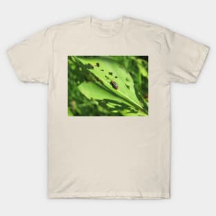 Pigweed Flea Beetle T-Shirt